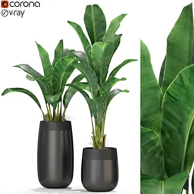 Plants collection 309