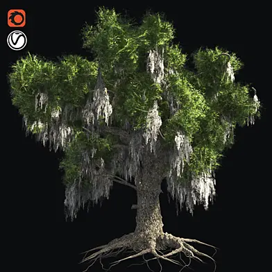 Live Oak Tree