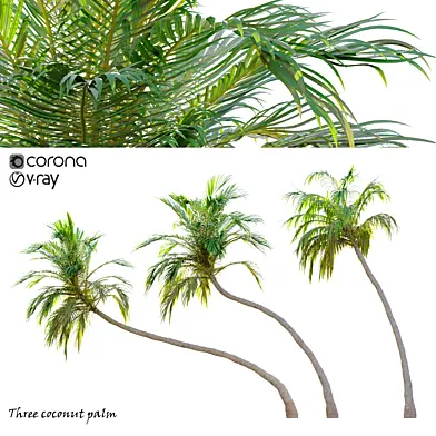 Three coconut palm