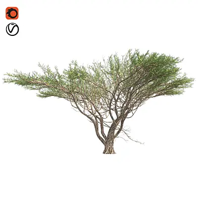 Umbrella Thorn Tree