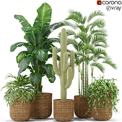Plants collection 331