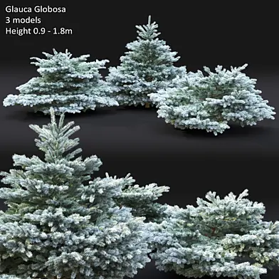 Spruce
