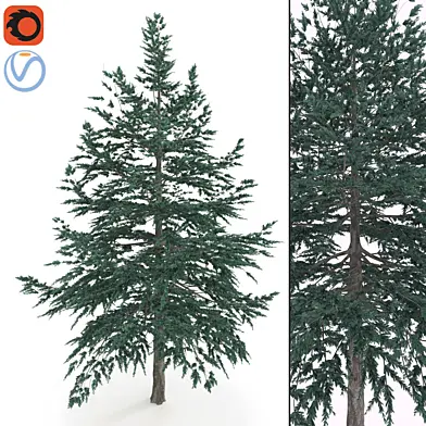 Canifer Tree