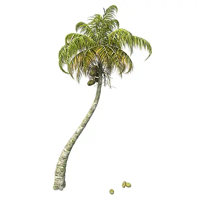 Chinese Fan Palm Tree