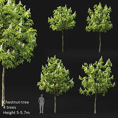 Chestnut (5-5.7m)