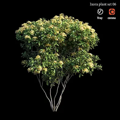Ixora plant set 06