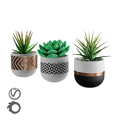 succulent collection 01