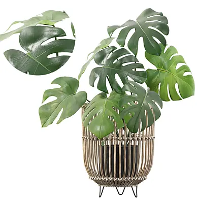 Plants collection 054 - Monstera 04