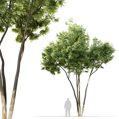 Ash tree 12