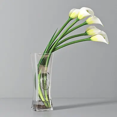 Calla lily 03