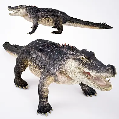 Crocodile