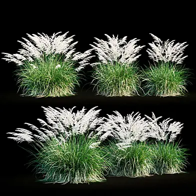 Miscanthus sinensis