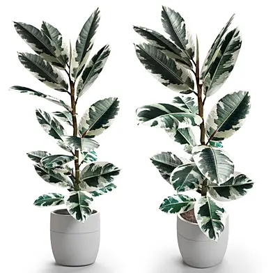 indoor plants Variegated rubber plant