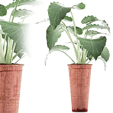 Plants Collection 71 Alocasia