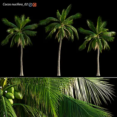 Cocos nucifera - Coconut 02