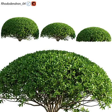 Rhododendron 04