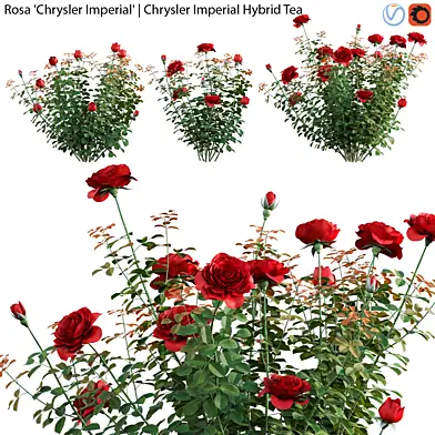 Rose | Rosa Chrysler Imperial | Chrysler Imperial Hybrid Tea 01