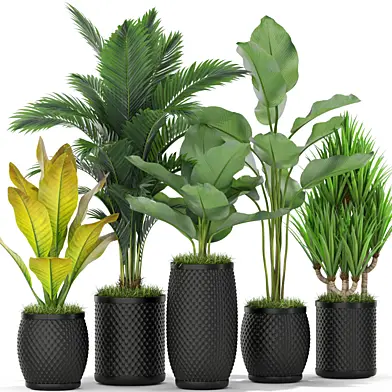 Plants collection 384