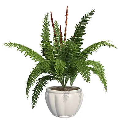 Cinnamon Fern with pot