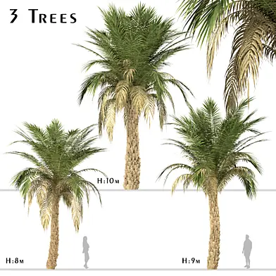 Set of Silver Date Palm Trees (Phoenix Sylvestris) (3 Trees)