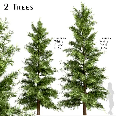 Set of Eastern White Pine Trees (Pinus Strobus) (2 Trees)