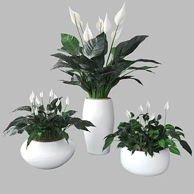 Peace lily
