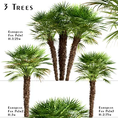 Set of European Fan Palm trees (Chamaerops Humilis) (3 Trees)