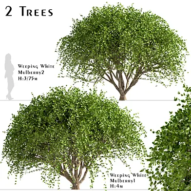 Set of Weeping White Mulberry Trees (Morus Pendula) (2 Trees)