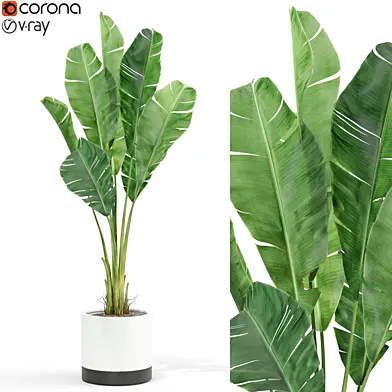 Plants collection 427