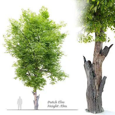 Dutch Elm (Ulmus hollandica)