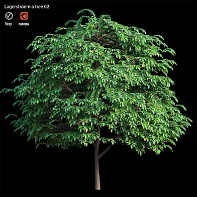 Lagerstroemia tree 02