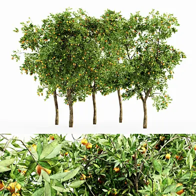 Orange Fruit 5 TREE