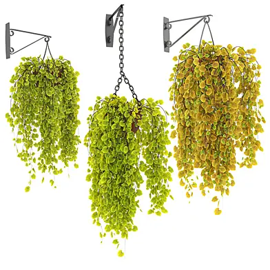 Hanging plants