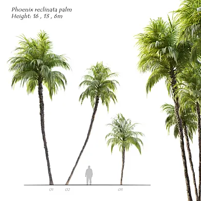 Phoenix reclinata palm