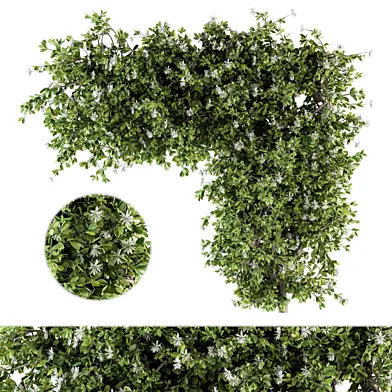 Outdoor Plant Set 120 - Ivy Plants