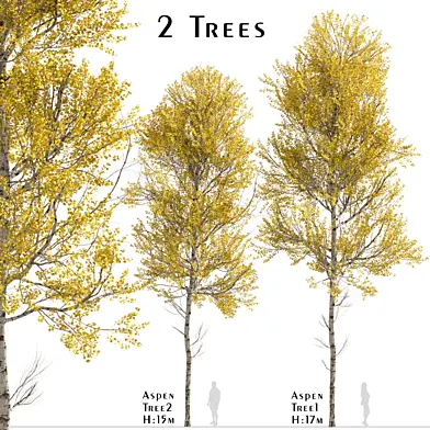 Set of Aspen Trees (Populus tremuloides) (2 Trees)