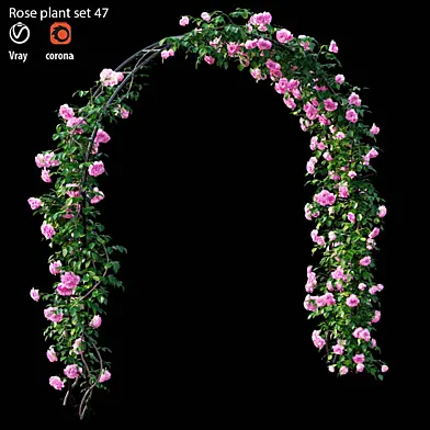 Rose plant set 47
