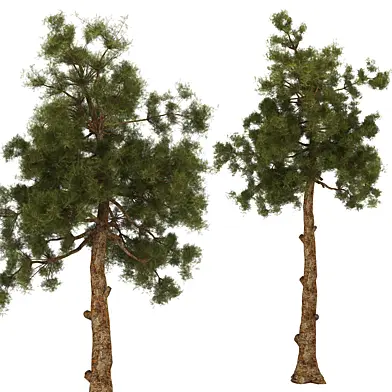 Tree 2