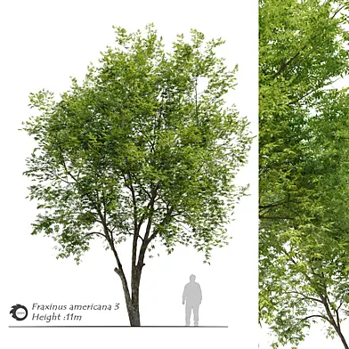 Fraxinus americana (White ash) 3