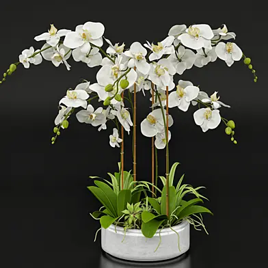 Orchid 13