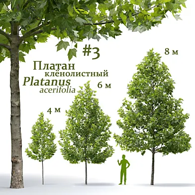 Платан клёнолистный / Platanus acerifolia #3
