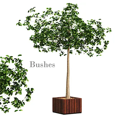 bushes