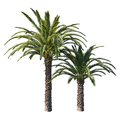 Phoenix Palm tree 04