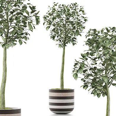 Plants Collection 120