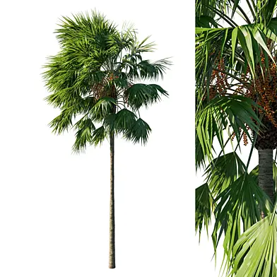 Saribus Rotundifolius tree 04