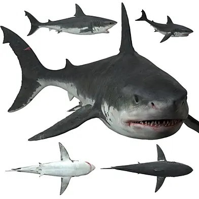 Белая акула (Carcharodon carcharias)
