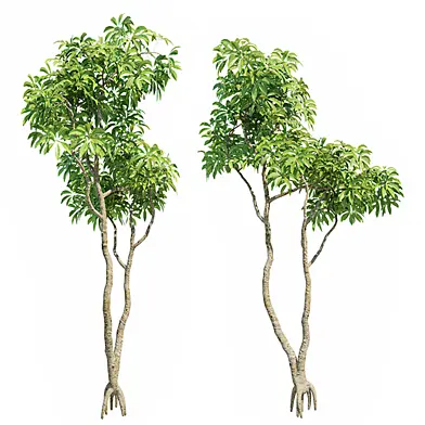 Plumeria Big 3D Models