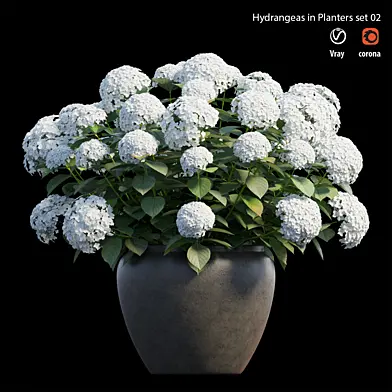 Hydrangea in planters set 02