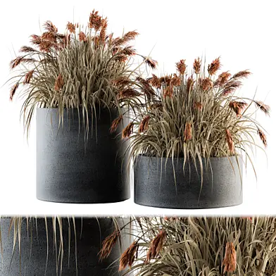 indoor Plant Set 140 - Indian Grass