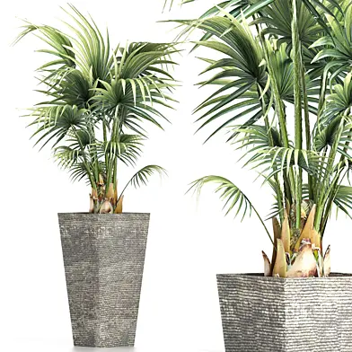 Plants Collection 190 Sabal Minor